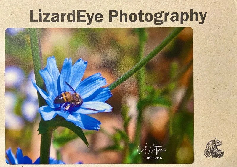 Cornflower with Bee Photography Print